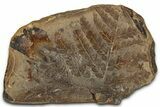 Fossil Fern (Mariopteris) Nodule Pos/Neg - Mazon Creek #325901-1